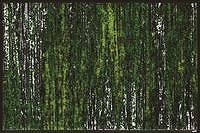 N[ebNX }bg wash+dry [AB00325] D021A  Scratchy  green    50  x  75  cm [J[